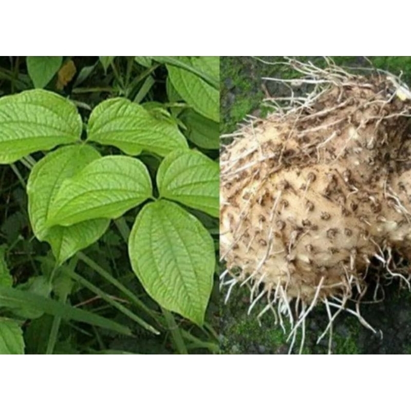 

Umbi GADUNG fresh 1 Kg