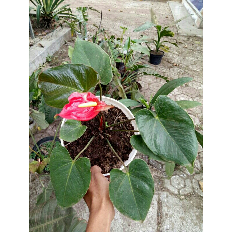 (Ukuran Kecil) Anthurium Bunga Merah