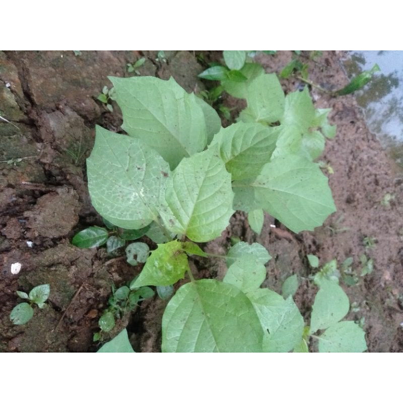 bibit cimplukan /cecenet