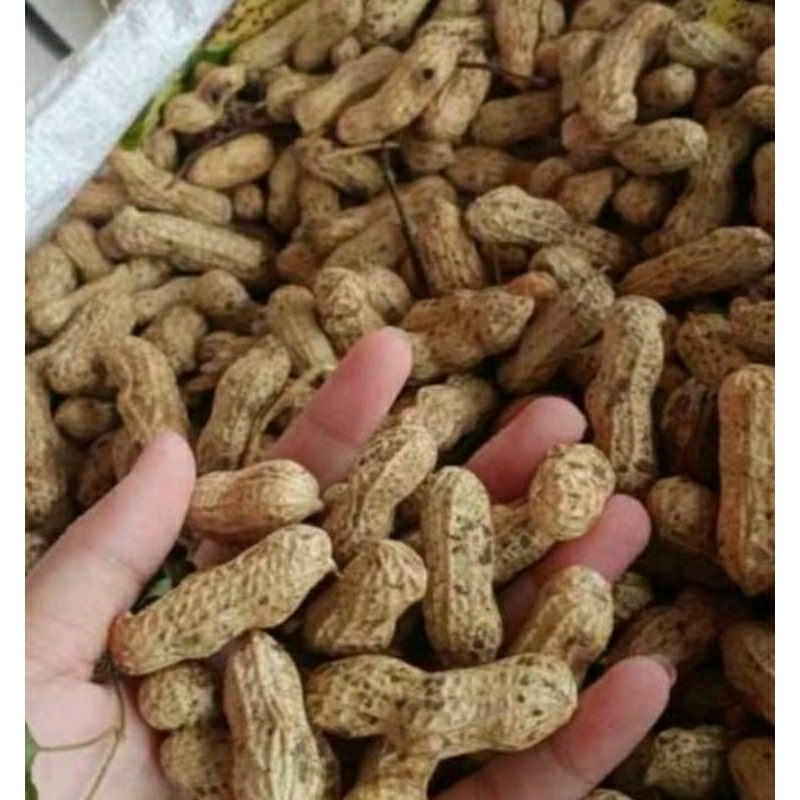 

Kacang Tanah Mentah / Kacang Tanah Segar dan Baru Di Petik / Belanja Murah di semarang