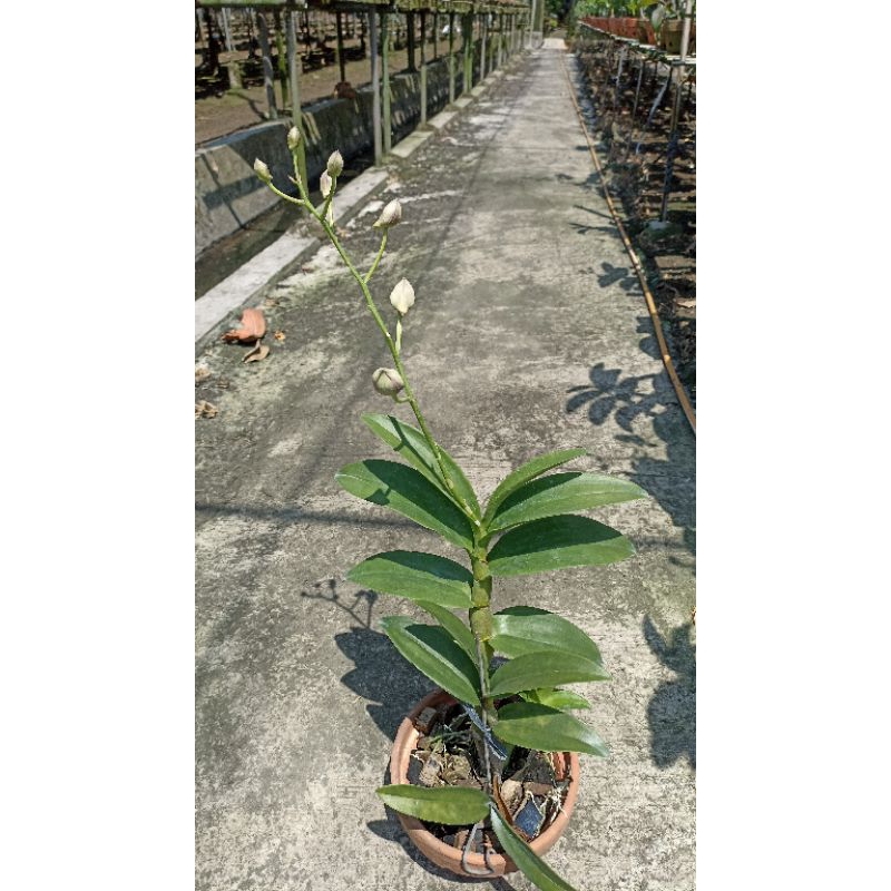 Dendrobium anggrek Mawar Blue