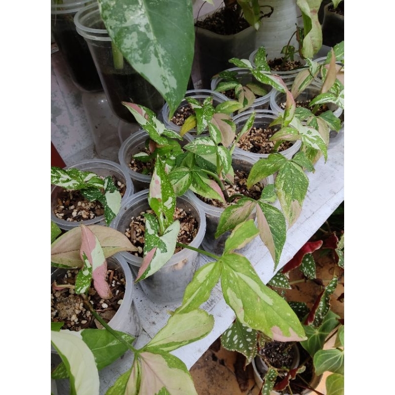 Syngonium Redspot Tricolor