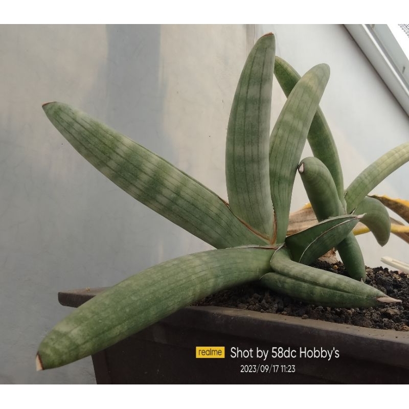 Sanseviera Eliensis Anakan jumbo anaknya saja