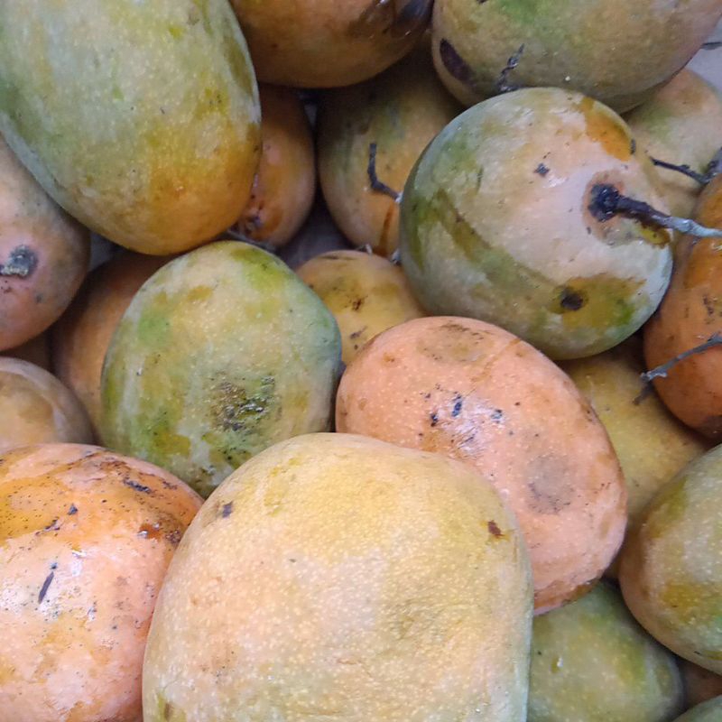 

Buah gedong | gedong Indramayu | mangga gedong | mangga gedong super