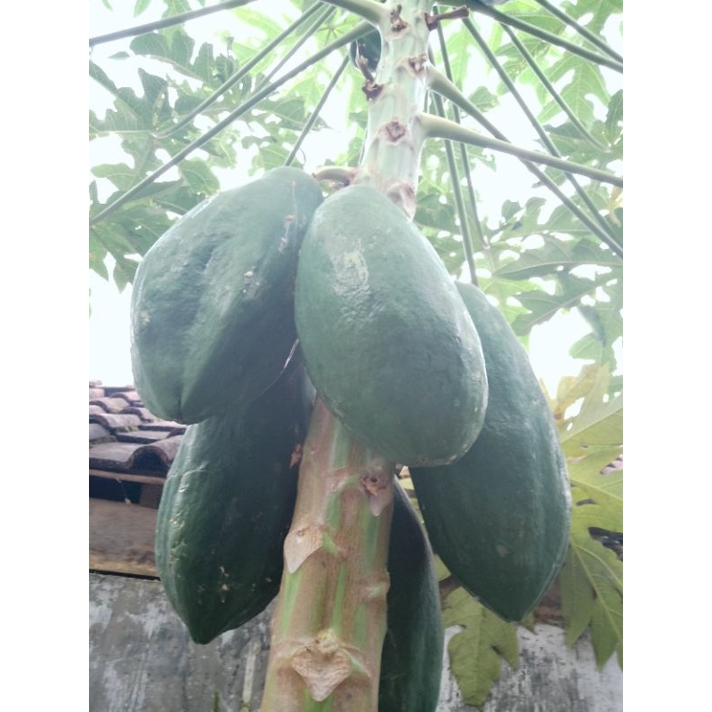 

BUAH PEPAYA MUDA ORGANIK 1 KG / BUAH PEPAYA MUDA