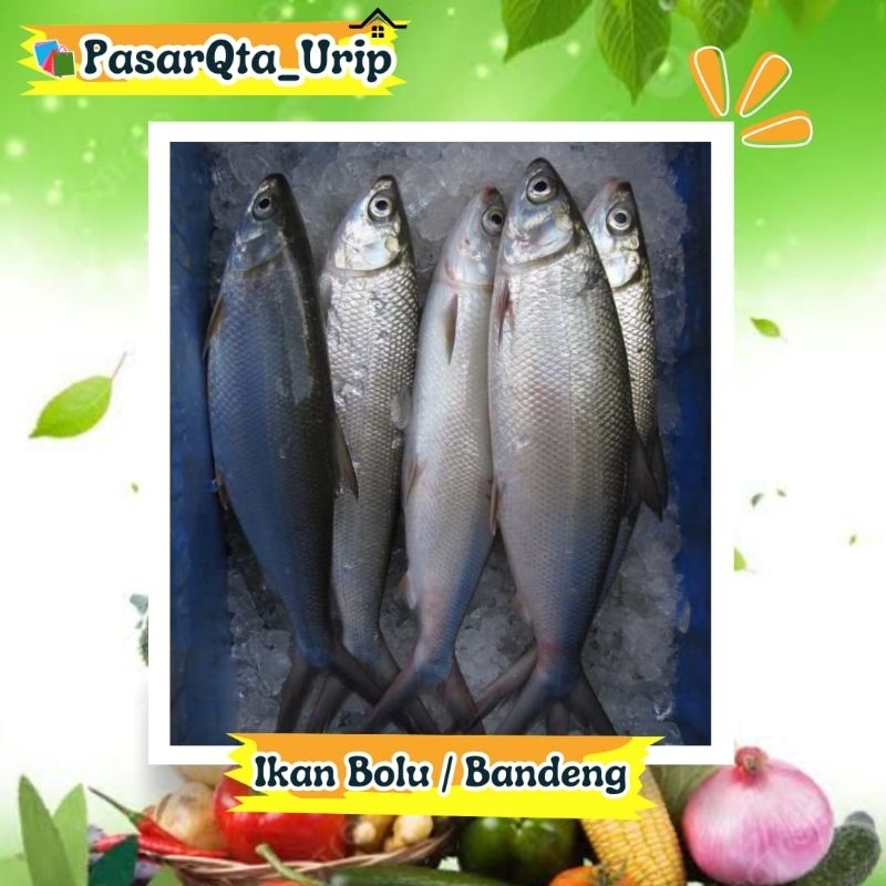 

Ikan bandeng/ikan bolu/pasar online makassar/pasar ikan makassar