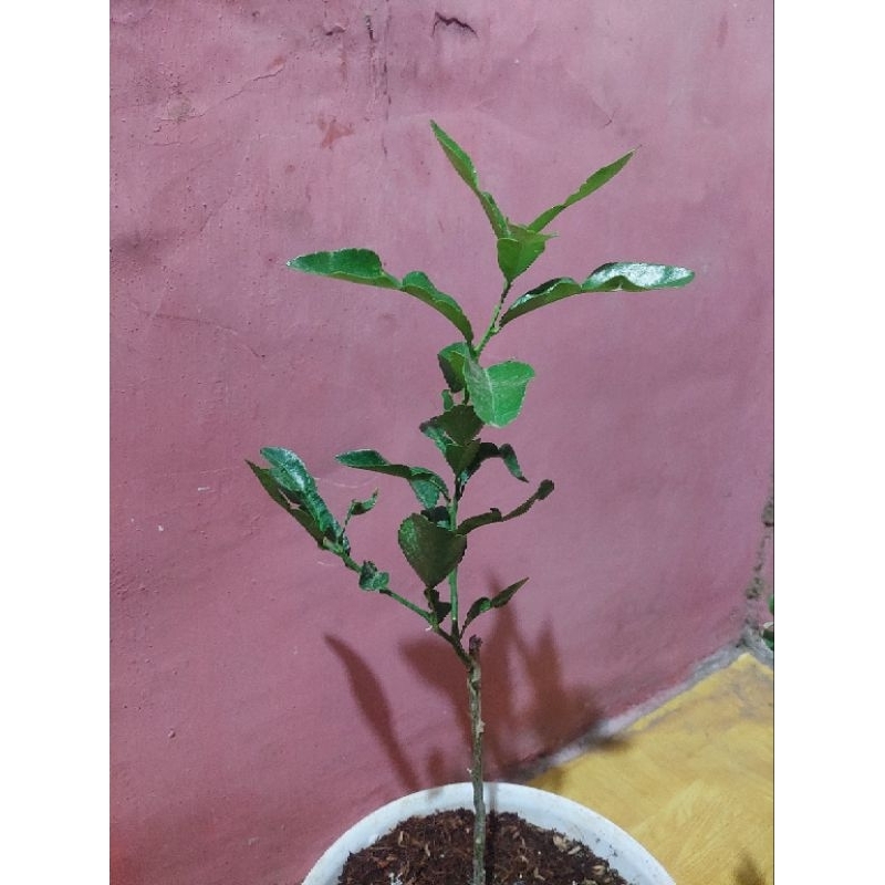 bibit jeruk purut hasil okulasi tinggi