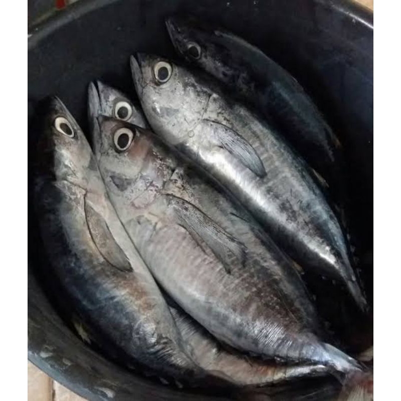 

Ikan Tongkol Sisik/ Tongkol Sisik Biasa Bukan Frozen