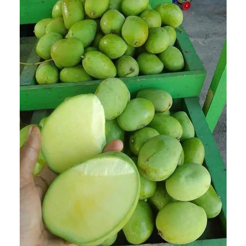 

1 KG MANGGA MUDA SEGAR DIPETIK DADAKAN