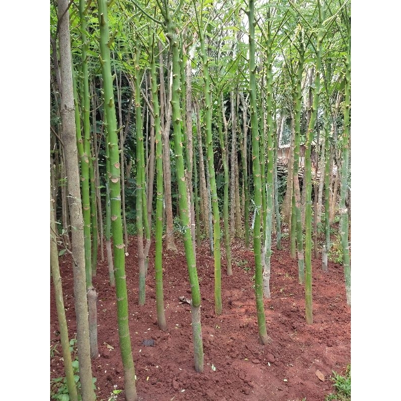 pohon solobium tinggi 3 meter