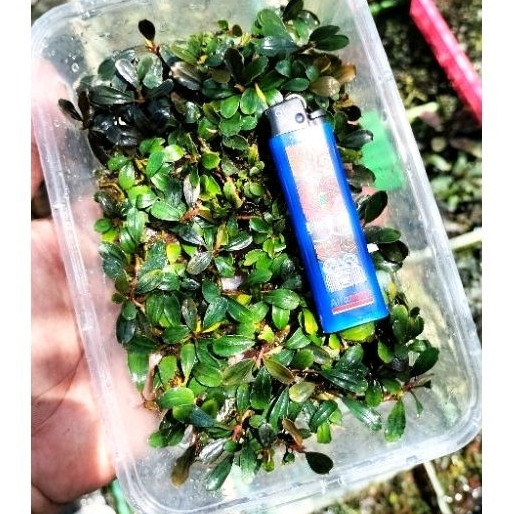 Bucephalandra mini micro melawi per mika