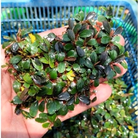 TOP QUALITY  Bucephalandra MINI MELAWI per Clump