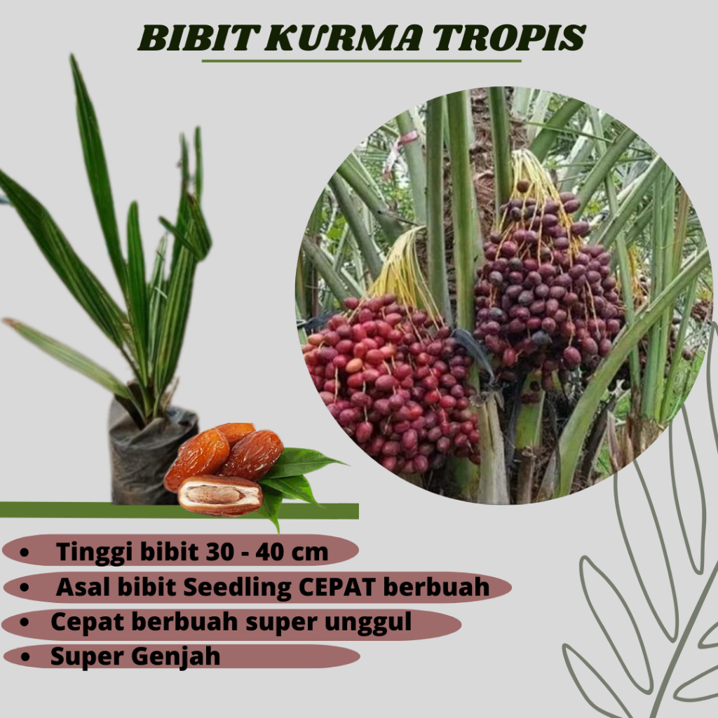 BIBIT KURMA TROPIS SUPER UNGGUL