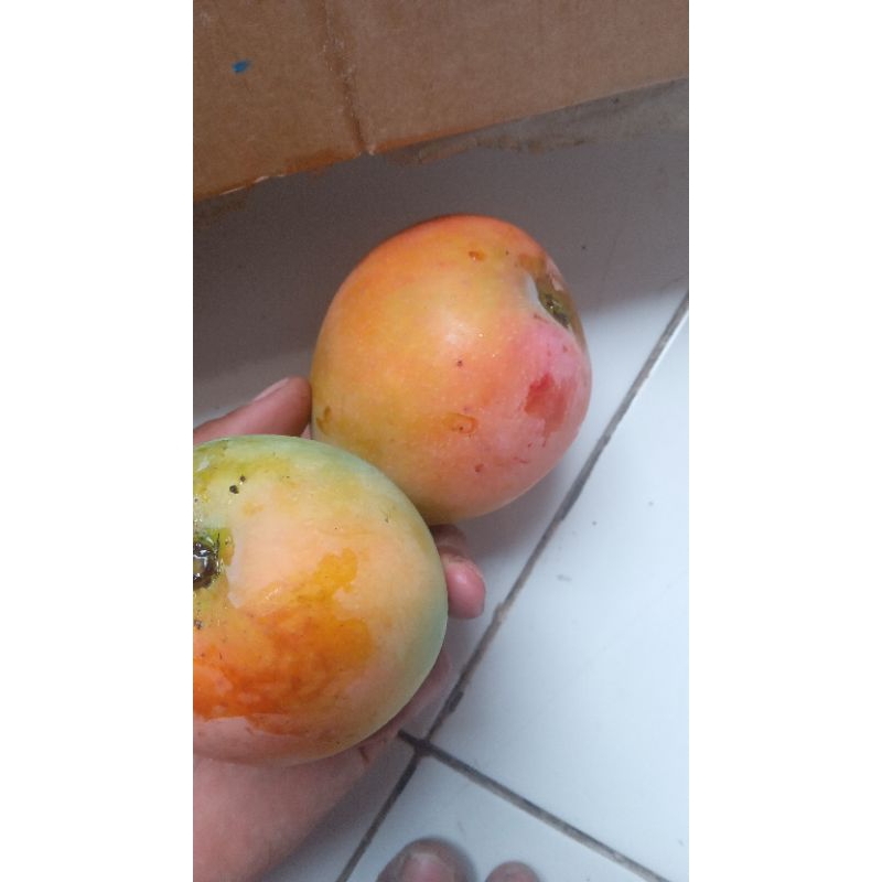 

mangga gedong indramayu khas