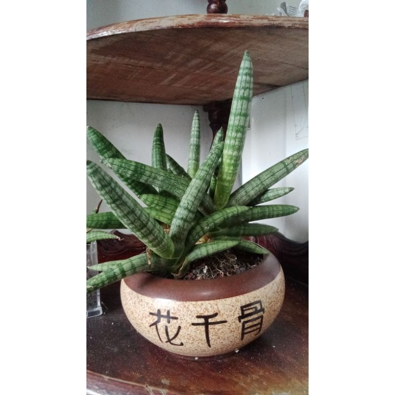 Lidah mertua (sansevieria) : Boncel