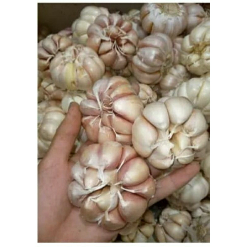 

BAWANG PUTIH SUPER 1 KG