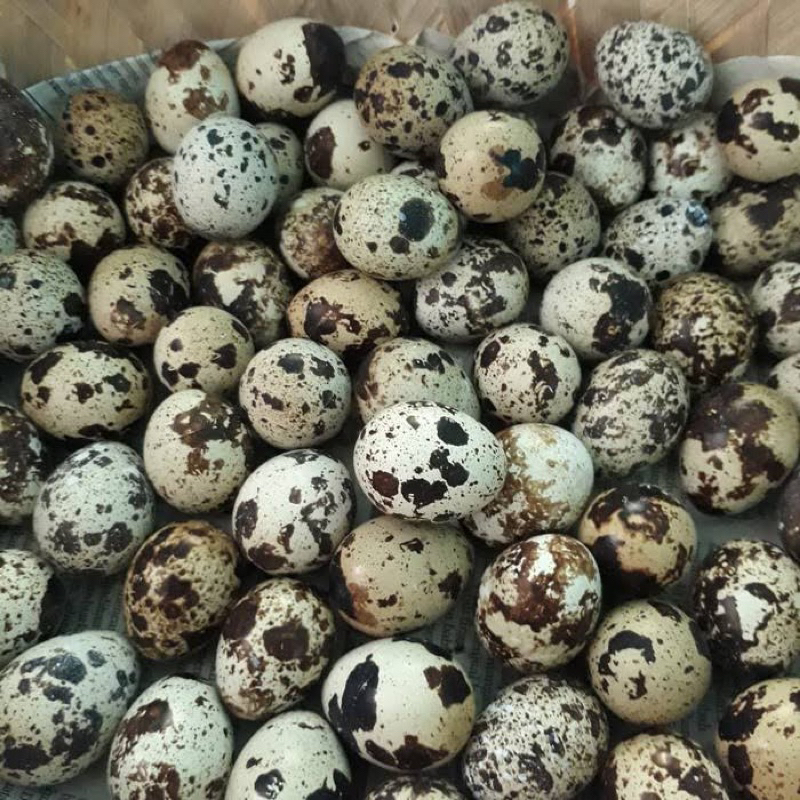 

Telur Puyuh banjarbaru