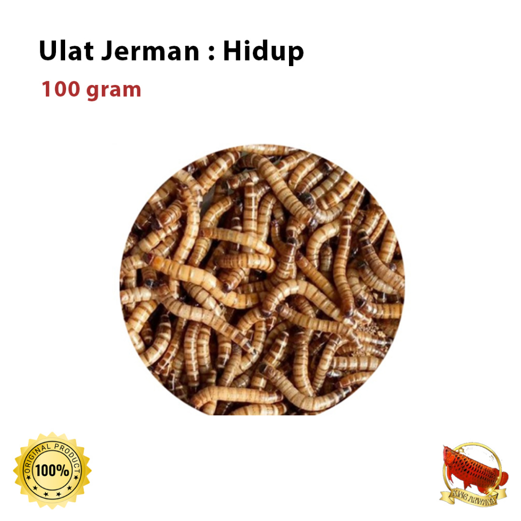Ulat Jerman Hidup 100 gram Pakan Ikan Arwana dll - Khusus Pengiriman Instan