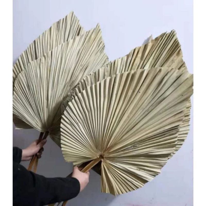 Dekorasi Palem Kering