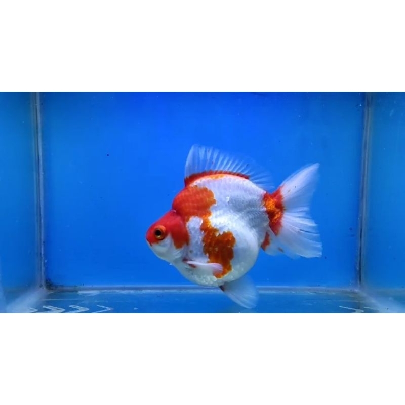 READY STOK RYUKIN Grade Quality Gen Jumbo | Koki Ryukin