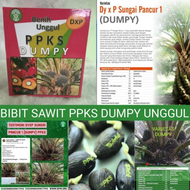 BIBIT KELAPA SAWIT PPKS DUMPY KUALITAS TERBAIK DAN BERSERTIFIKAT