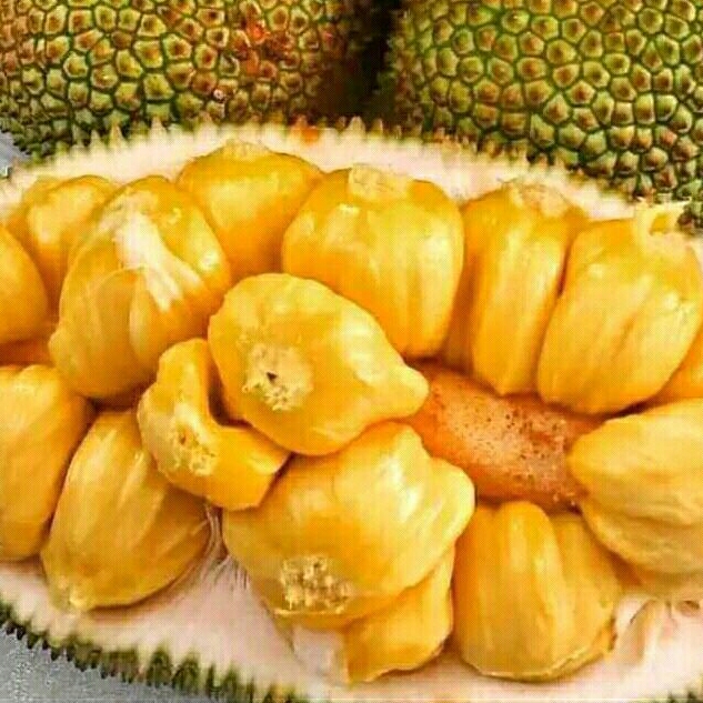 

buah cimpedak matang manis perbuah