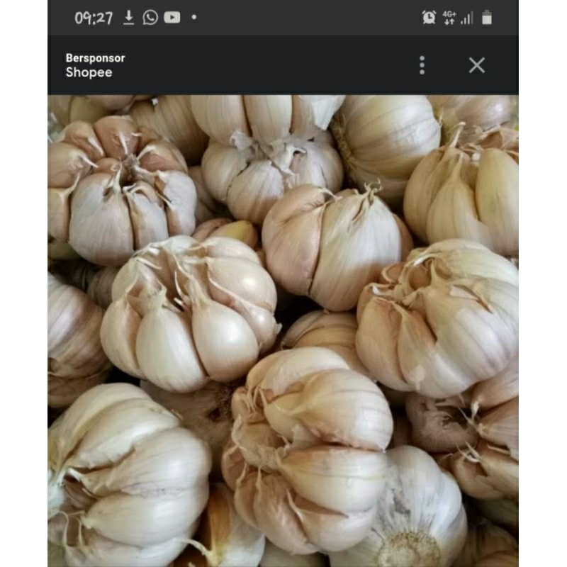 

BAWAG putih 1 kg