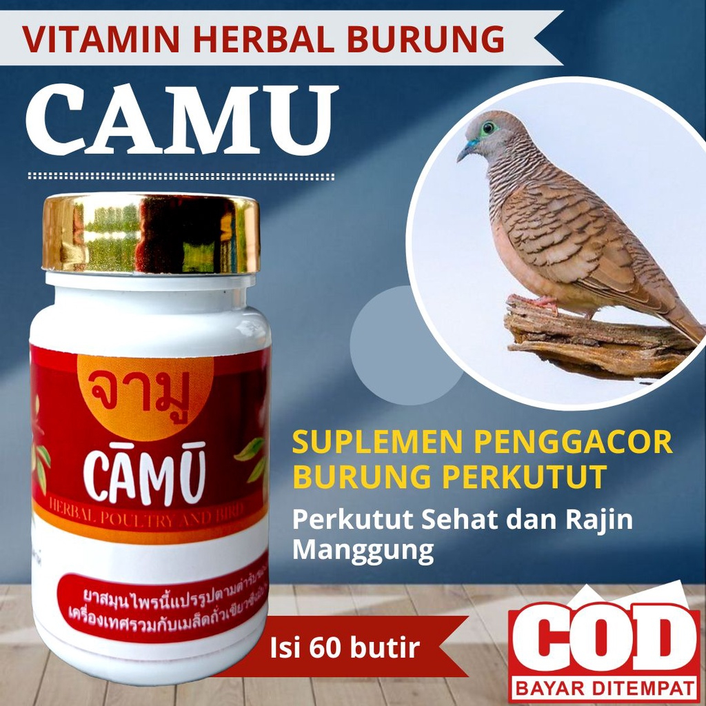 Camu Pil Perkutut Gacor | sehat | Manggung | Super | Bangkok | Katurangan | lokal | Putih Mata Merah