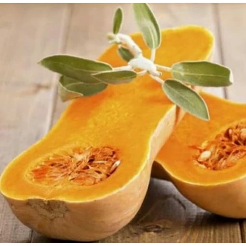 Benih labu Madu Butternut Squash, manis, Pumpkin waluh SUPER