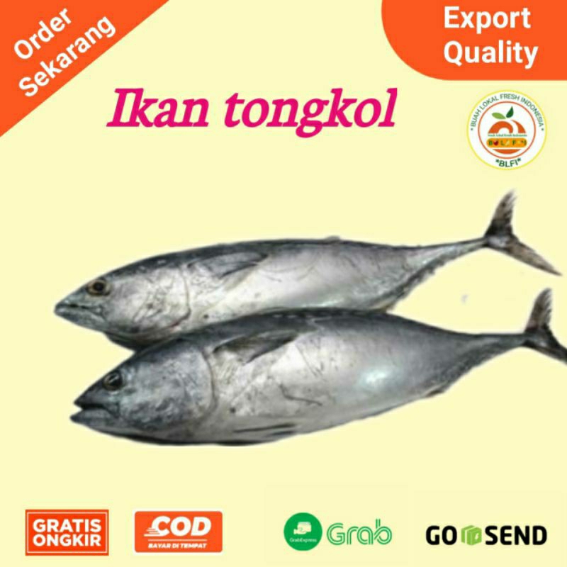 

IKAN TONGKOL