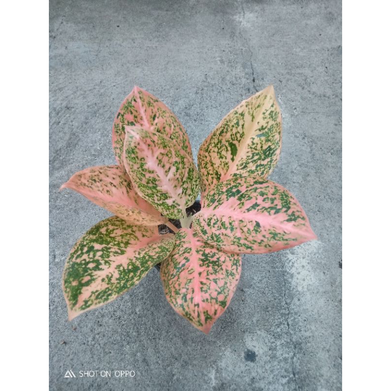 aglaonema stardust orange