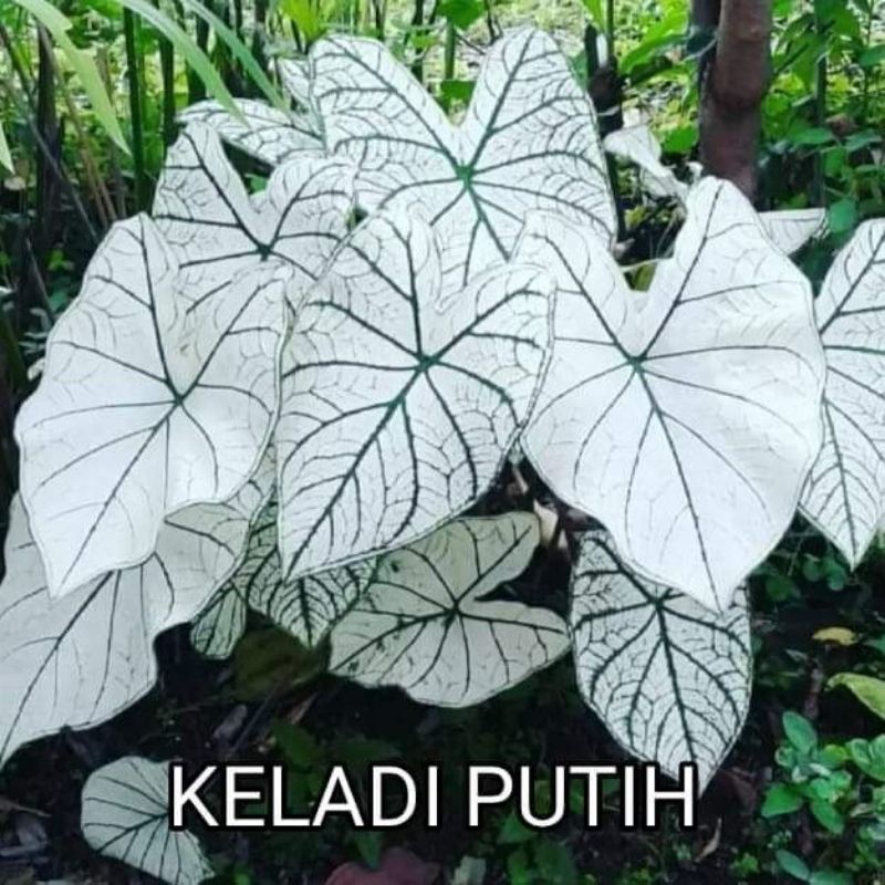 CALADIUM KELADY WHITE STAR