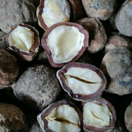

Kemiri/Candlenut/Candlenuts/Candleberry/IndianWalnut/AleuritesMoluccana/KemiriBatu/Oily/Oil/Original/Wholesale/Komoditi/Super/Indonesia/Ekspor/Impor/Local/UMKM/Indosoil/SariBumi/Kabanjahe/Karo/Sumut/SumateraUtara/Agrikultur/Agriculture