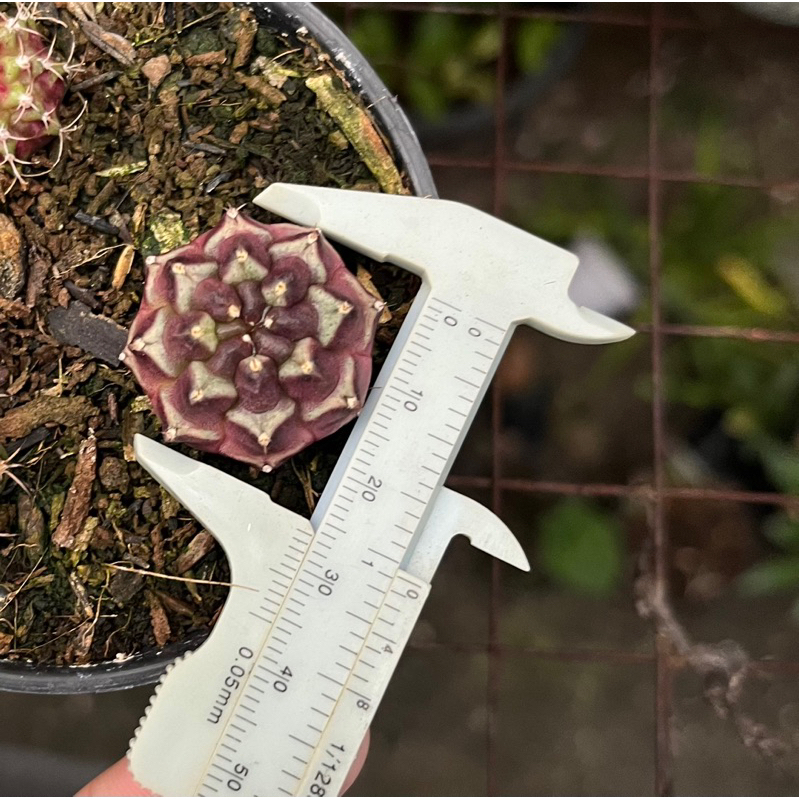 Kaktus Gymnocalycium hybrid ‘DAYDREAM’ potelan ownroot