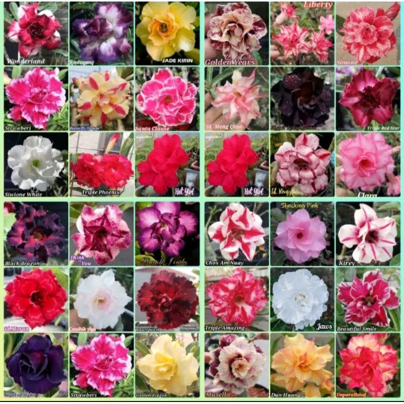 adenium graftingan bunga tumpuk