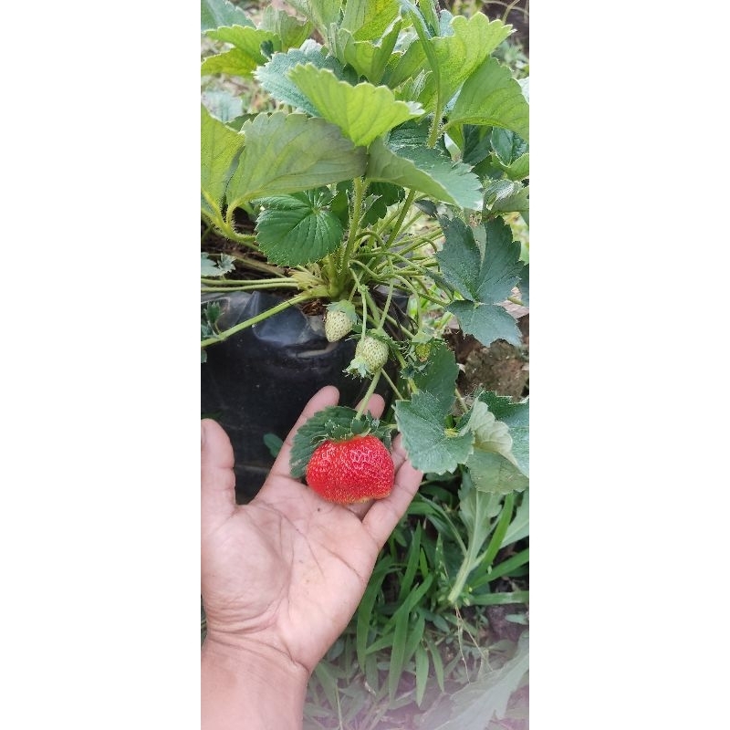 indukan bibit strawberry manis sagahonoka