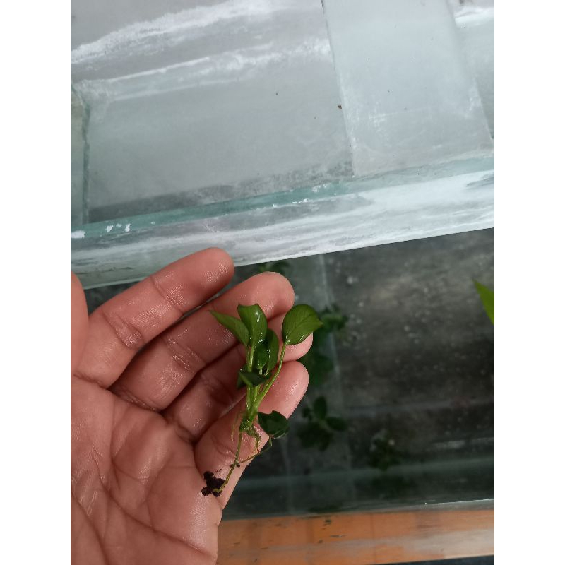 anubias petite