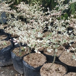 Bibit Tanaman Hias Ketapang Kencana Variegata/ Ketapang Kencana Putih Kondisi Rimbun