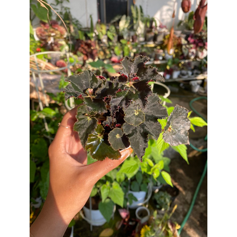 begonia keong hitam