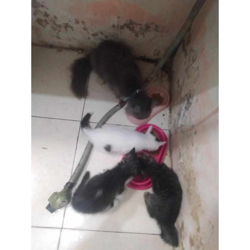 kitten Persia mixdom