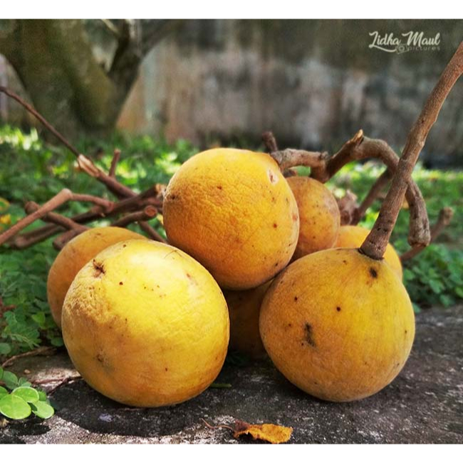 Harga buah kecapi daun Terbaru Feb 2026 | BigGo Indonesia