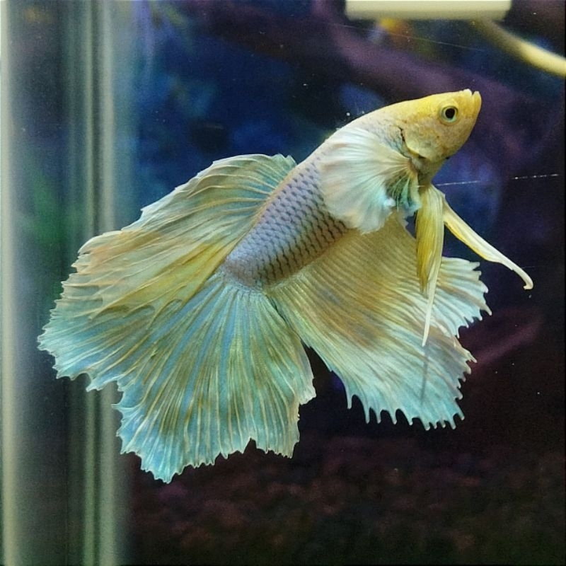 Ikan Cupang HM Dumbo Ear Soft Gold Unicorn