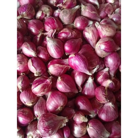

Bawang merah brebes 1 kg