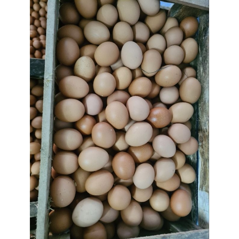 

TELUR AYAM NEGRI 15 KG KULIT COKELAT FRESH DARI FARM