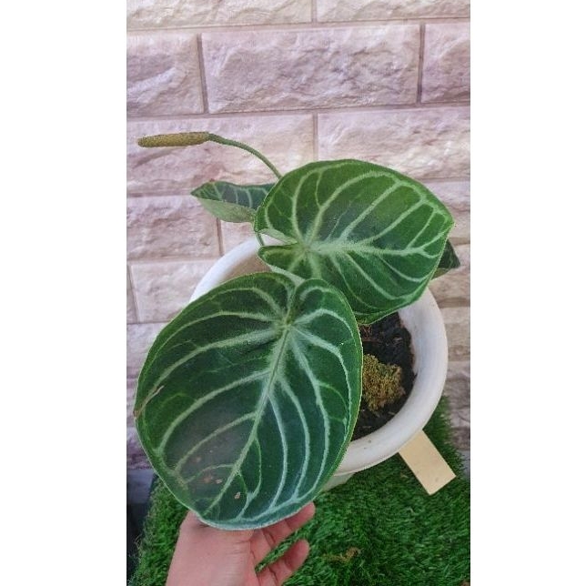 Dorayaki Ori indukan