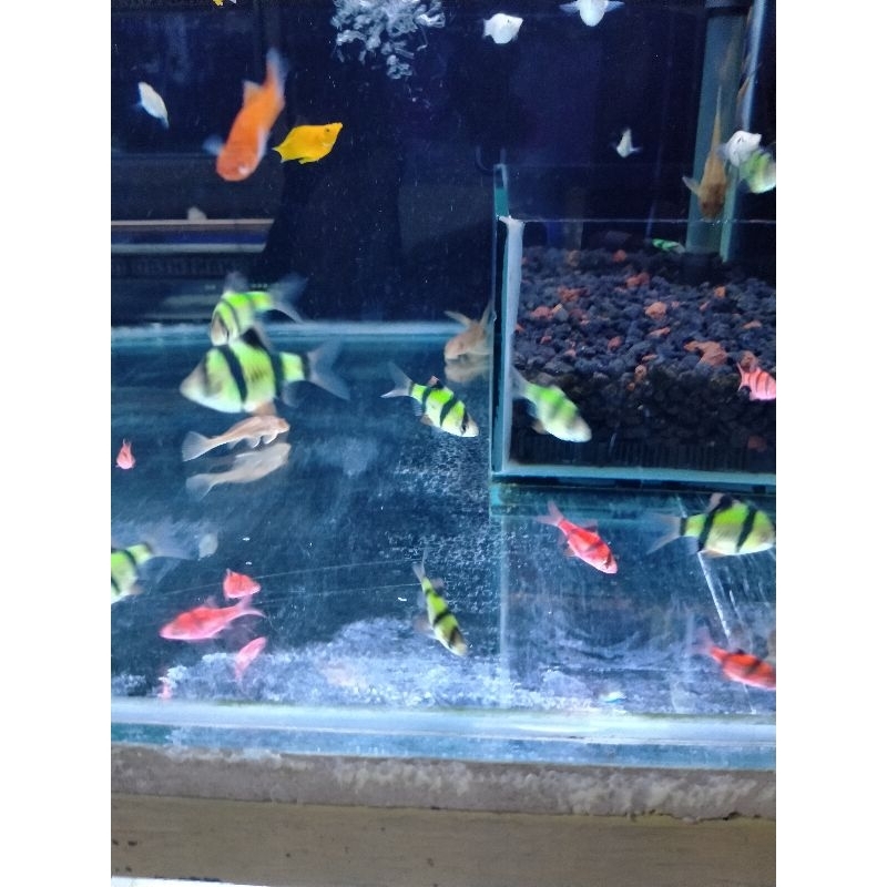 Ikan Sumatra glowfish