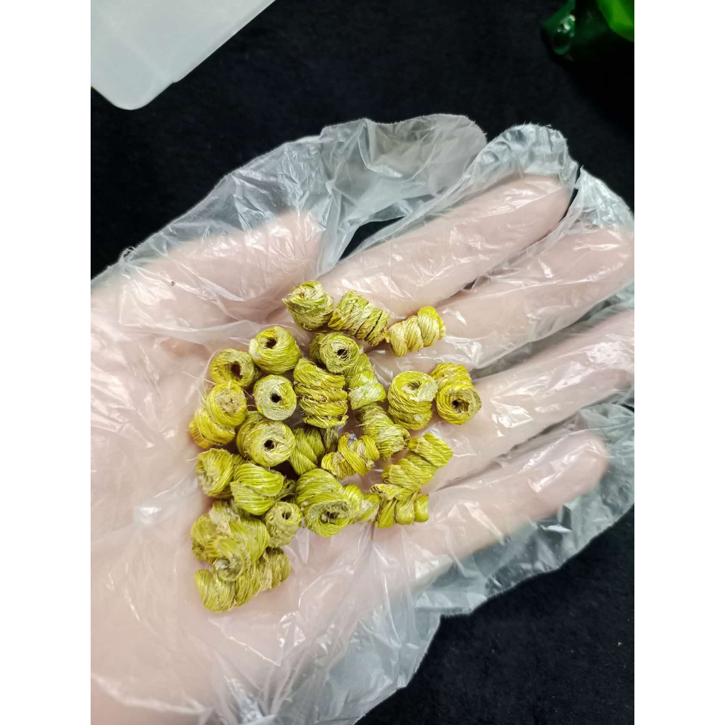 

Tie Pi Shi Hu Dendrobium 铁皮石斛 5 gram Grade A