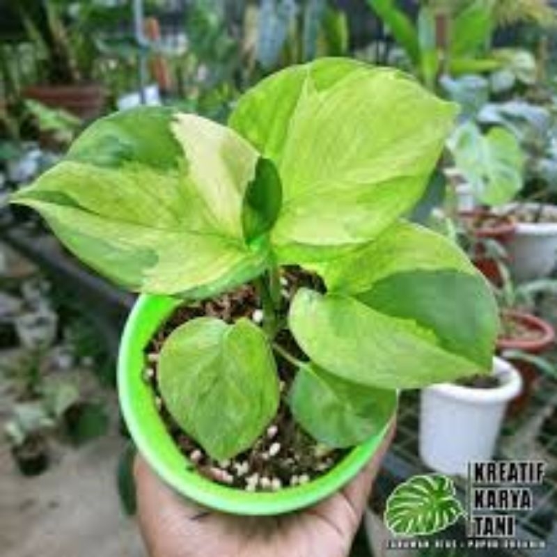 tanaman hias manjula golden