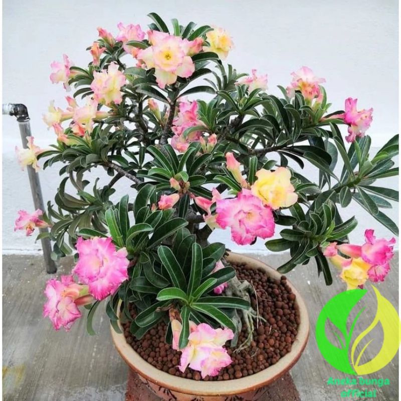 Tanaman hias bunga adenium tumpuk size B / POHON KAMBOJA JEPANG TUMPUK ADENIUM