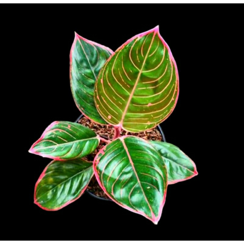 Aglonema Lipstik Greg